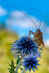 Éphippigère posé sur une azurite au causse Méjean, Hures-la-Parade, Lozère, France