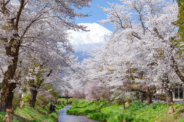 Fototapeta premium 富士山と満開の桜、山梨県南都留郡忍野村にて