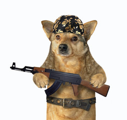 The beige dog gangster in a black bandana and a steel belt holds a machine gun Kalashnikov AK-47....