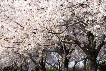 Cherry blossoms in full bloom.Beautiful cherry blossoms.