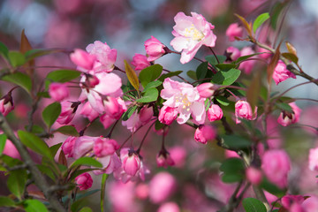 Obraz na płótnie Canvas Cherry blossoms in full bloom.Beautiful cherry blossoms.
