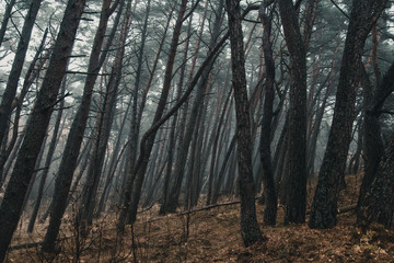 Autumn forest on a foggy day