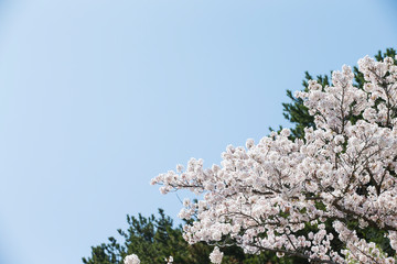 Sky and cherry blossoms. Cherry blossoms in full bloom.Beautiful cherry blossoms.