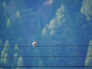  A photo of a Japanese bird