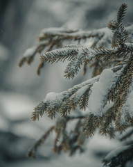 Macro shot of pine trees in the snow in winter