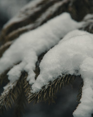 Macro shot of pine trees in the snow in winter