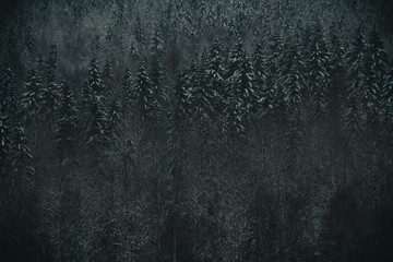 Winter forest on a cloudy day