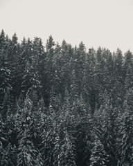 Winter forest on a cloudy day