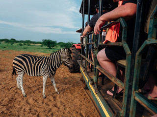zebra in park on game drive