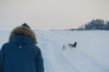 A man stands with his back in the photo and looks at how the dogs play.