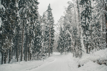 Forest road in the snow in winter