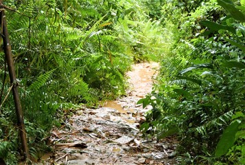 Obraz premium El Yunque