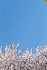 Sky and cherry blossoms. Cherry blossoms in full bloom.Beautiful cherry blossoms.