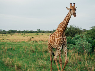 giraffe in africa