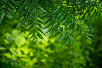 Azadirachta indica - A branch of neem tree leaves. Natural Medicine.