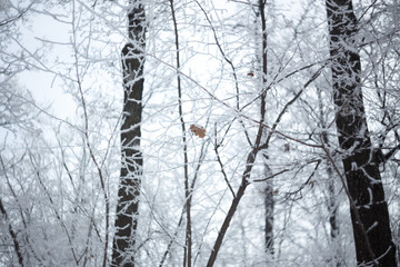 Obraz premium Frozen tree branchs, winter forest. Macro shooting in winter. Soft focus