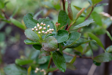 Obraz premium Close-up of closed, unblown chokeberry flowers. Spring