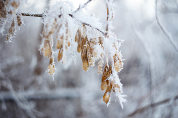 Frozen tree branchs. Macro shooting in winter. Soft focus. Frozen branches.
