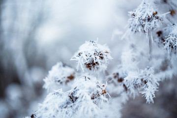 Frozen field plants. Macro shooting in winter. Soft focus. Frozen branches.