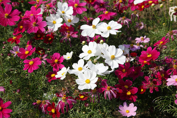 コスモス畑 　コスモス　コスモスの花　花園　コスモスガーデン