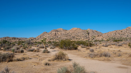 View in the desert of Joshua tree, california
