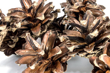 Pine cones isolated on white background