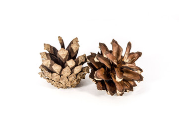 Pine cones isolated on white background