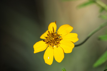 Nahaufnahme der Blüte des Johanniskrauts