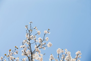 Sky and cherry blossoms. Cherry blossoms in full bloom.Beautiful cherry blossoms.