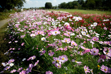 コスモス畑 　コスモス　コスモスの花　花園　コスモスガーデン