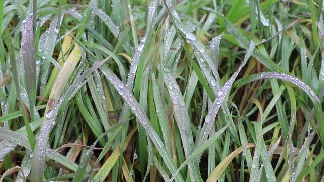 The clean water of the stream, as a bioindicator to determine the environmental quality for pollution. Concept of pollution of the planet, caused by climate change. Soft focus, close up footage.
