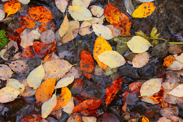 autumn leafage on wet ground
