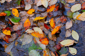 autumn leafage in water