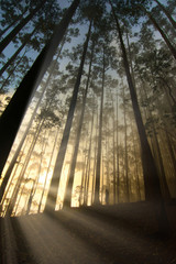 Fototapeta na wymiar rays among trees