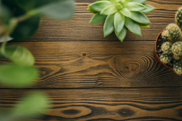 Wooden background with green house plants succulent and cactus in clay orange pot at the table.