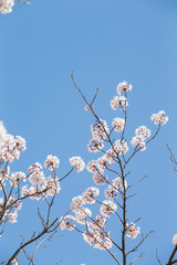 Sky and cherry blossoms. Cherry blossoms in full bloom.Beautiful cherry blossoms.
