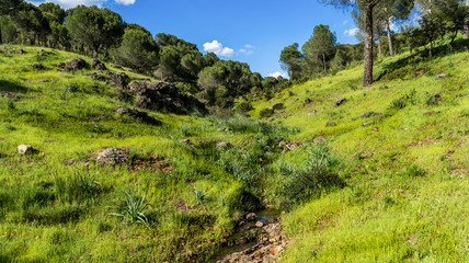 Fototapeta na wymiar Small stream among green mountains