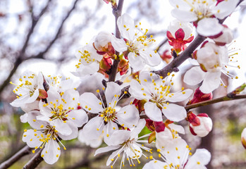 Tender white apricot flowers blossomed on a branch in the spring garden. Selective focus.