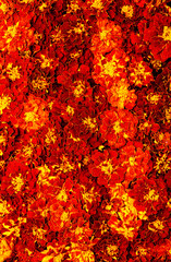 Naklejka na ściany i meble Marigold floral background. Blooming Tagetes erecta close-up. Vertical format.