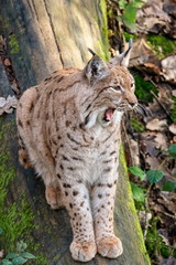 Naklejka na ściany i meble Lynx sitting on a fallen tree trunk yawning