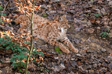 Lynx lying on the leaf covered forest floor