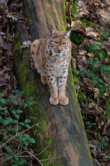Lynx sitting on a fallen tree trunk 