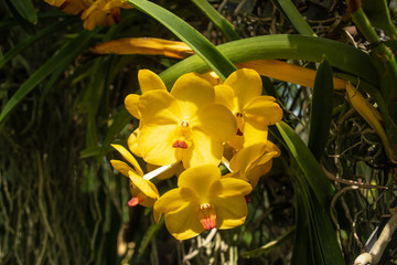 Fototapeta premium Beautiful yellow orchid named Vanda family within the flower garden in Ratchaburi Province of Thailand