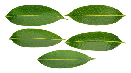 Green Marian Plum leaves on a white background.