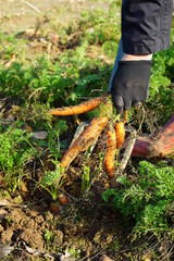 Picking carrots on a field, autumn