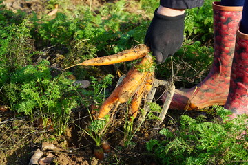 Picking carrots on a field, autumn