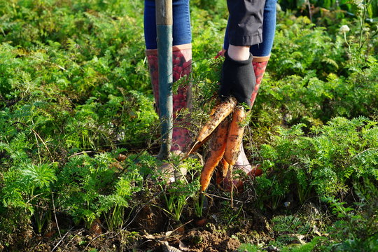 Picking carrots on a field, autumn