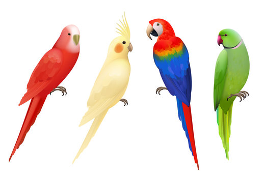 Parrots. Tropical colorful exotic birds macaws nature animals vector realistic parrots collection. Realistic bird parrot, colorful animal fauna illustration