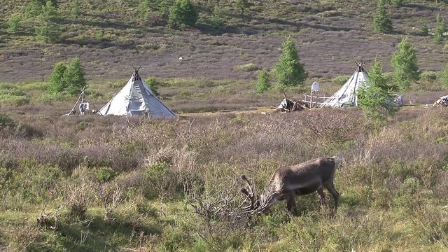 Mongolia, Darkhat basin. Settlement of reindeer herders. Deer.