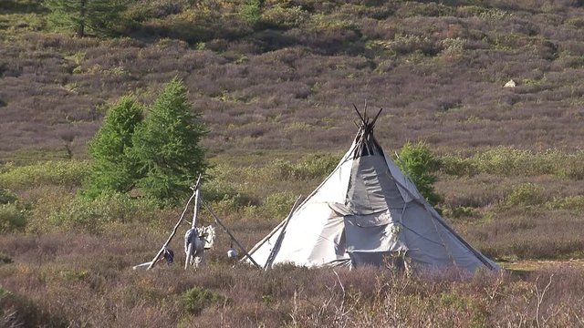 Mongolia, Darkhat basin. Settlement of reindeer herders. Deer.